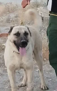 سگ سرابی