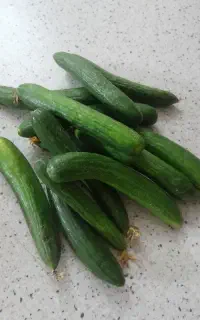 خیار درجه یک
