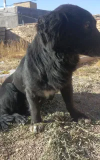 سگ پا کوتاه