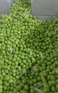 کارخانه تولید زیتون شور کنسروی سیرترشی گل سیر
