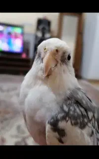 عروس هلندی گم شده