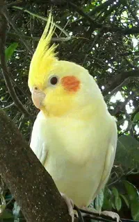 عروس هلندی