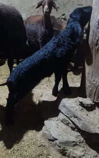 بره ماده اصل سیافرر