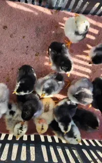 فروش جوجه گلین چهل تاج و ریشو