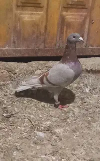 کفتر آلمانی