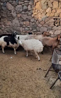 فروش میش و بز و بزغاله شیر مو