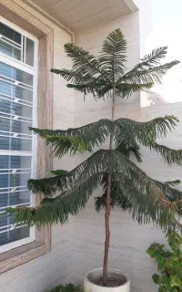 گل مطبق فروشی