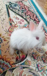 خرگوش سفید چشم شرابی