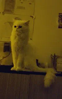 گربه نر دو سال