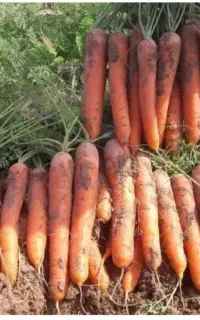 جویای کار هستیم هرکی کی سراغ داره پیام بده
