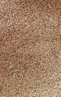 گندم دیدم تمیز