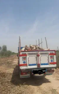 خریدار چوب وخدمات برش کاری