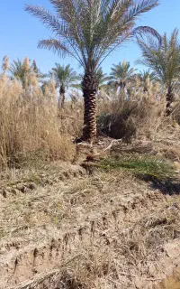 نهالستان خوزستان