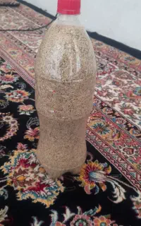 دانه خاش روغنی