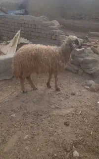 بره ماده