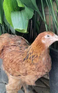 نیمچه برهما بوف