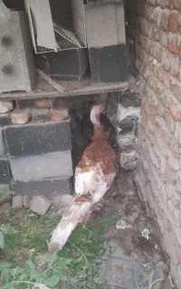 ۲ عدد بوقلمون ۶ ماهه