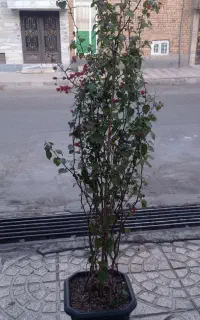 گل کاغذی ۲متری پرشاخه پربوته