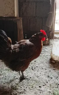 مرغ محلی تخم گزار