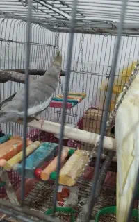 عروس هلندی