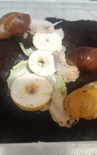 حلزون تخم گذار