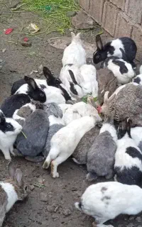 خرگوشهای نازو خشکب