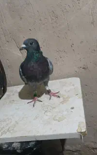 کفتر پلاکی