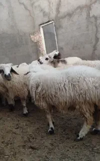 فروش بره چاق درجه یک سفت چاق