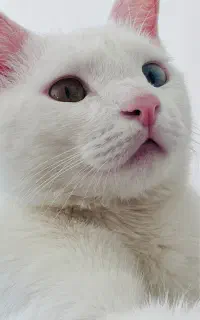 واگذاری گربه