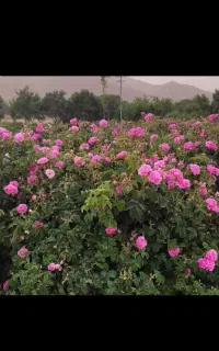 گلاب وعرقیات دوآتشه سنتی