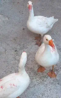 غاز