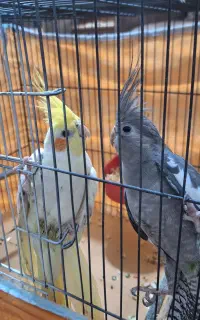 عروس هلندی نر و ماده