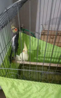 عروس هلندی