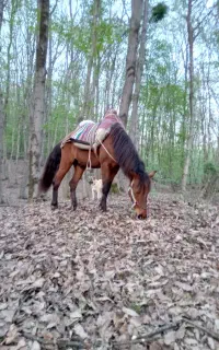 اسب باری سواری