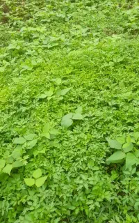نشای گوجه گیلاسی