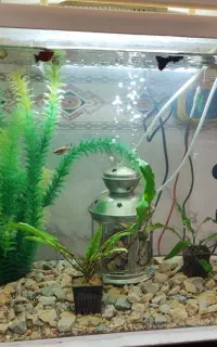 اکواریوم شیشه خم کارخانه ای