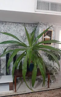 گل ذرتی ۱۰ ساله با سه تا پاجوش