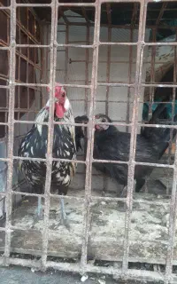خروس و مرغ بلژیکی