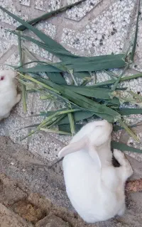 خرگوش