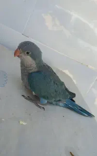 جوجه راهب آبی