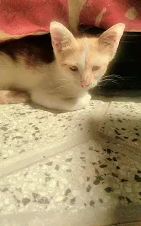 گربه