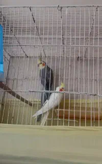 قفس پرنده
