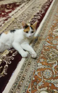 گربه
