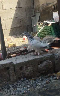 کبوتر معاوضه با سگ