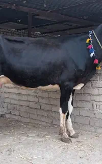 گاو مونت شکم اول ۴دندان ۵ کیلو شیر از تل گوساله