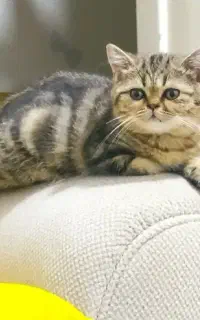 بچه گربه بلک گلد ماربل ماده