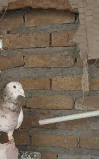 کله هفترنگ گمشده
