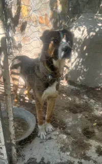 سگ نگهبان و گله