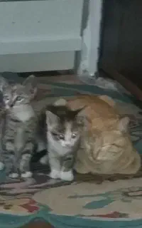 حیوان خانگی