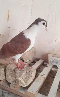 ساده جوانه نر کاکل میخ